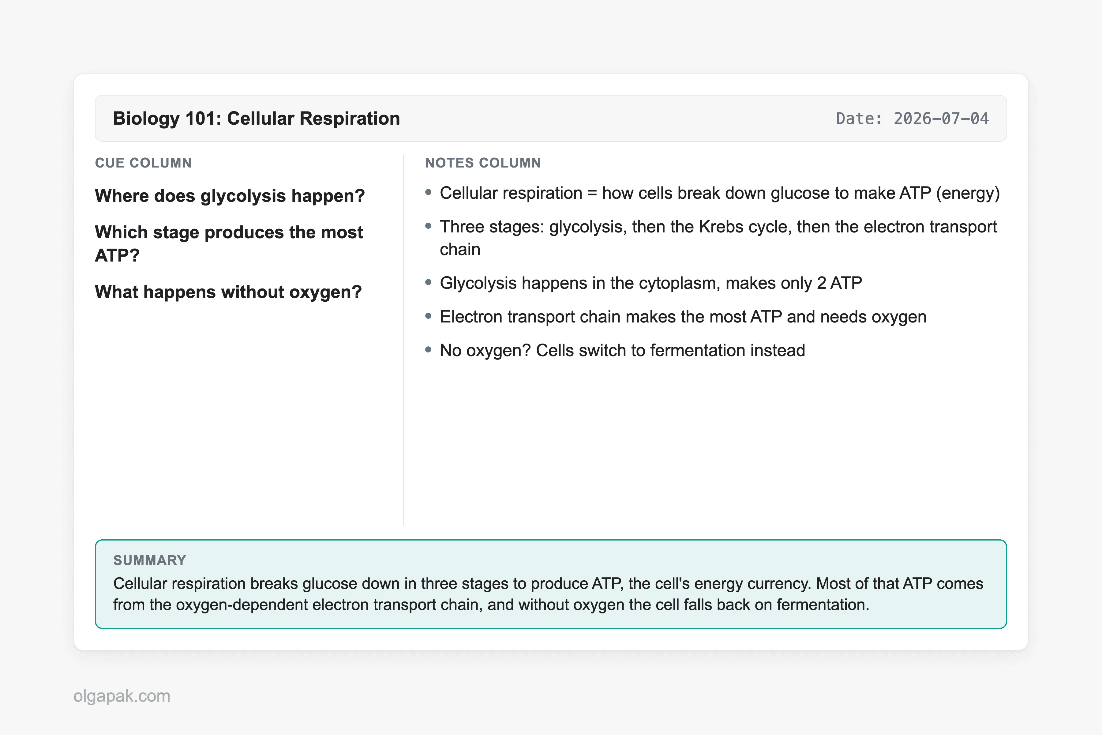 Filled Cornell page on cellular respiration with cue questions, notes, and a summary